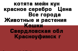 котята мейн кун, красное серебро › Цена ­ 30 - Все города Животные и растения » Кошки   . Свердловская обл.,Красноуфимск г.